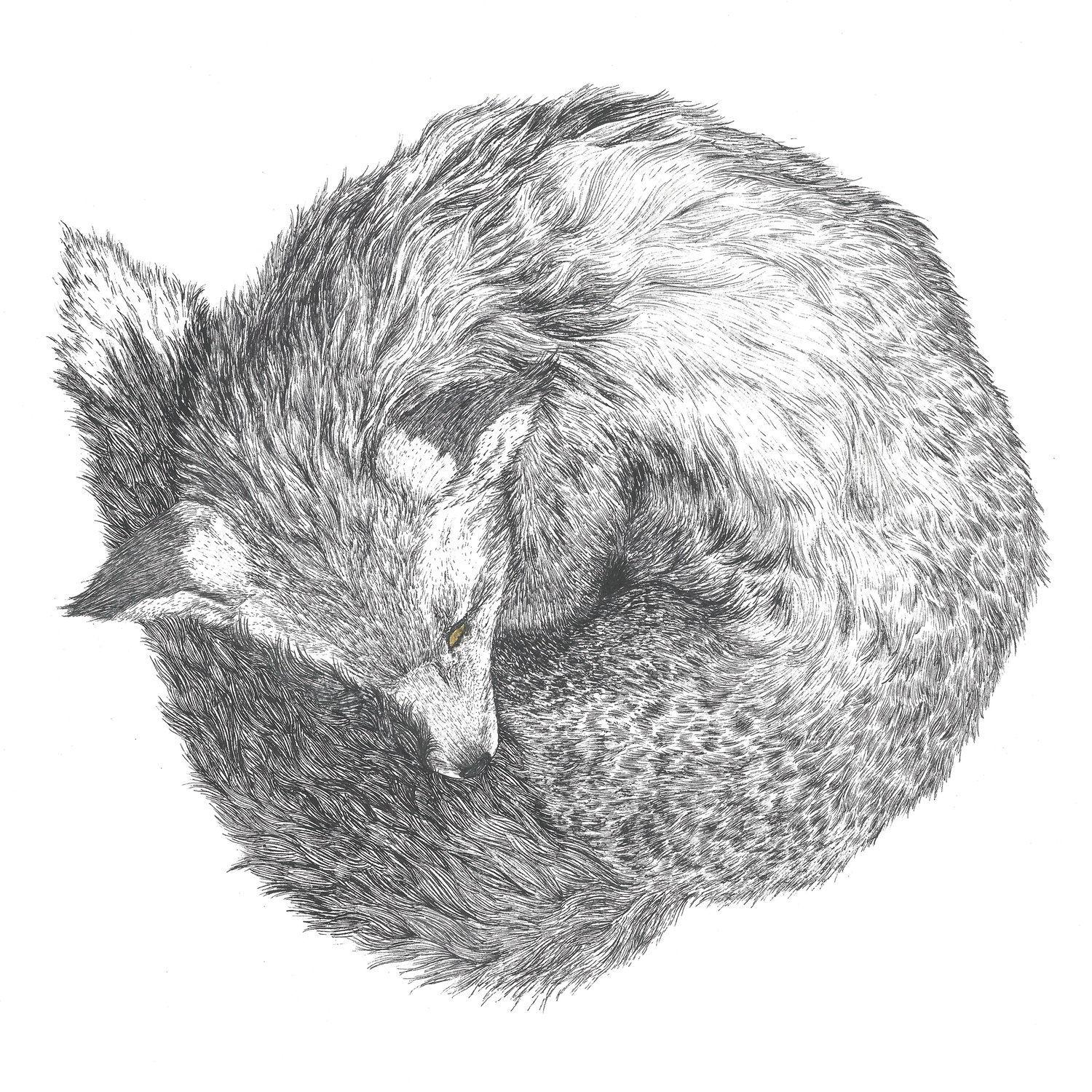 drawing of a curled up fox