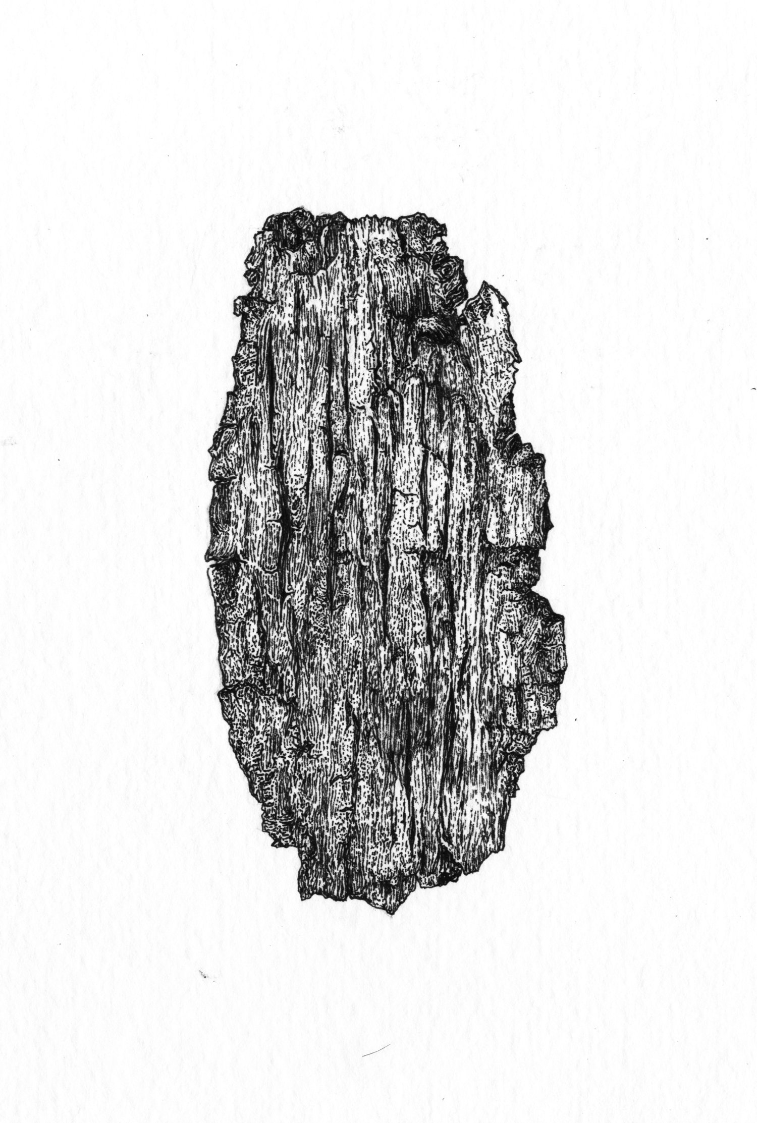 drawing of inside of bark