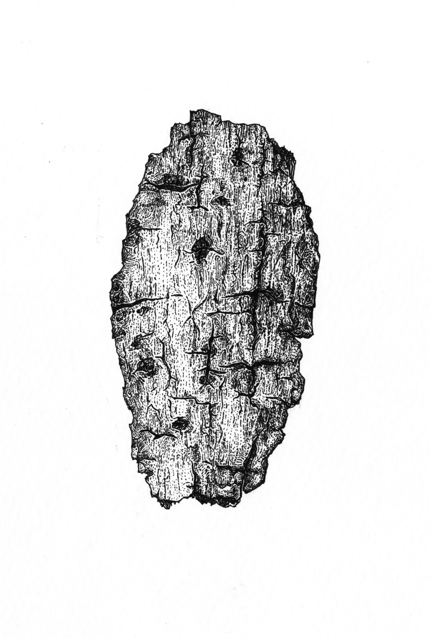 drawing of outside of bark