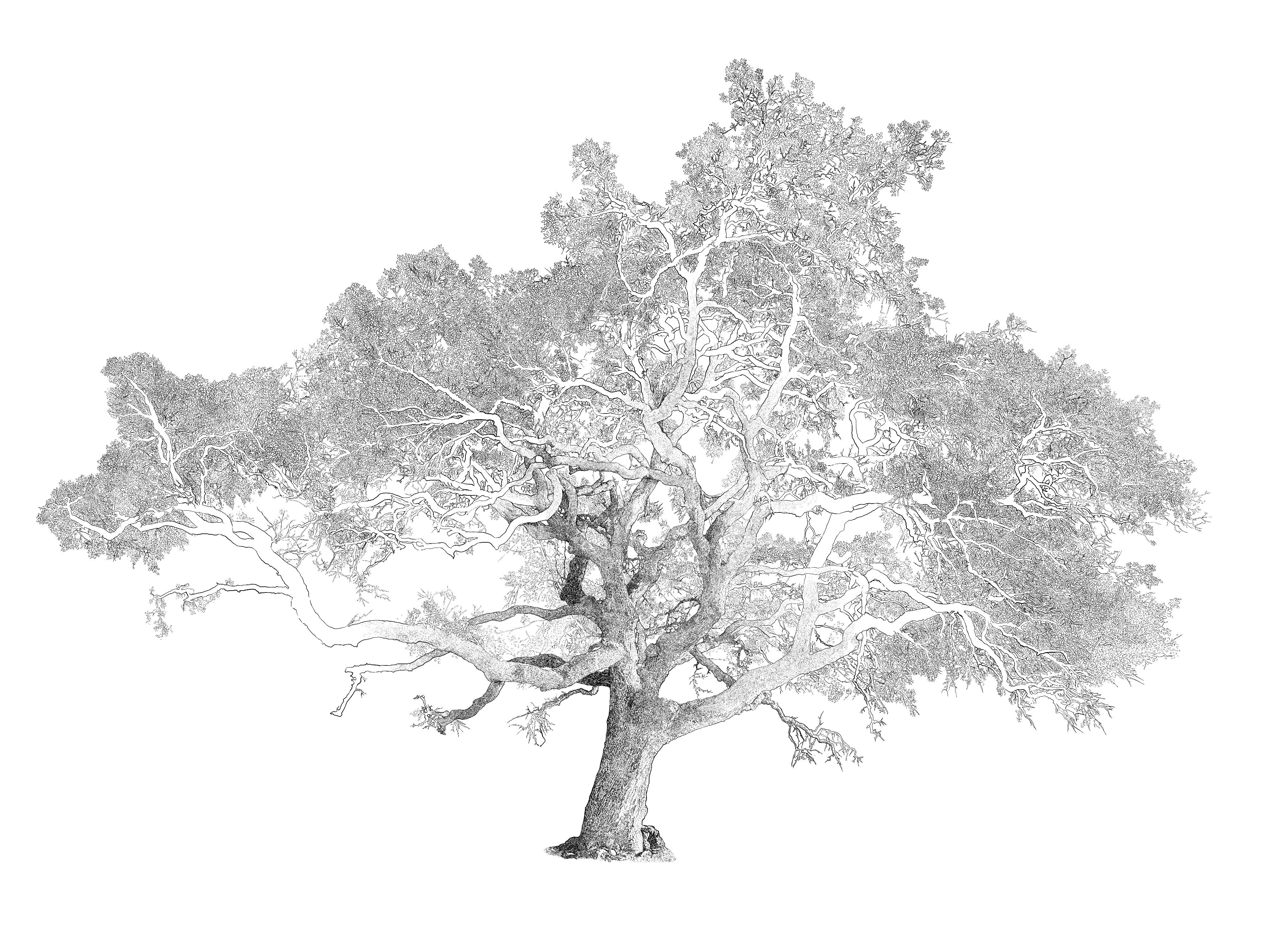 a black and white drawing of a live oak tree, branches very wide