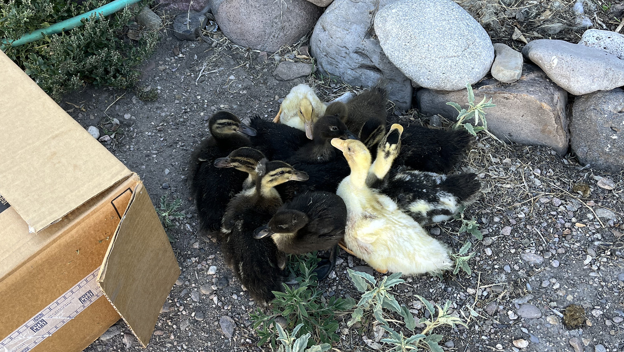 duckling pile