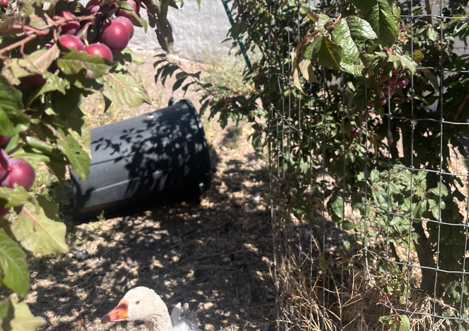 a plum branch laden. a goose is waiting under.