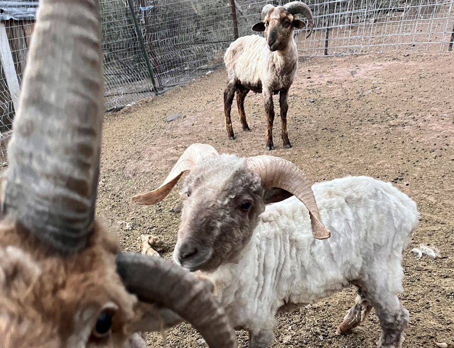 sheep at a fenceline